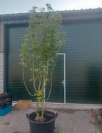 Acer rubrum (rode esdoorn), Ophalen, Lente, Volle zon, Overige soorten