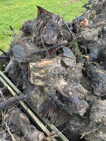 Onderstammen/wortels fruitbomen beschikbaar voor biedingen