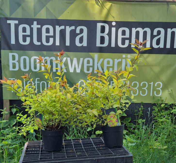 Spiraea Japonica "Firelight', Tuin en Terras, Planten | Struiken en Hagen, Struik, Overige soorten, Minder dan 100 cm, Ophalen