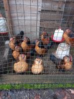 Mooie krielhaantjes, Dieren en Toebehoren, Pluimvee, Eend