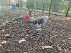 Koppel australorp krielen OPHALEN HASSELT BELGIE, Dieren en Toebehoren, Meerdere dieren, Kip