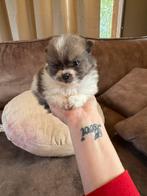 Lieve Pomeriaan pups te koop, Dieren en Toebehoren, Honden | Poolhonden, Keeshonden en Oertypen, 8 tot 15 weken, Meerdere, Meerdere dieren