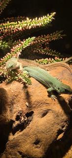 Trio Lacerta agilis exigua, Hagedis, 0 tot 2 jaar