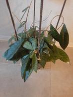 Hoya callistophylla plant met klimijzers., Ophalen of Verzenden, Halfschaduw, Minder dan 100 cm