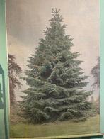 Hk Living kerstboom, Gebruikt, Ophalen of Verzenden