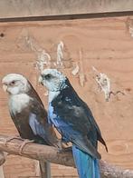 mutatie rosella,s, Dieren en Toebehoren, Vogels | Parkieten en Papegaaien, Meerdere dieren, Parkiet, Geringd