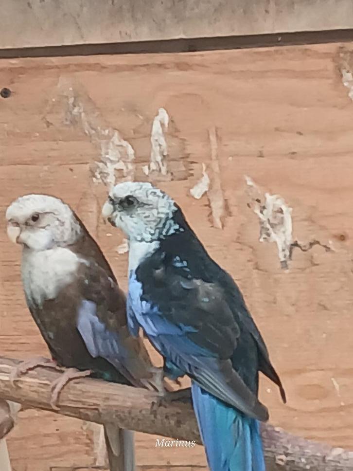 mutatie rosella,s, Dieren en Toebehoren, Vogels | Parkieten en Papegaaien, Parkiet, Meerdere dieren, Geringd