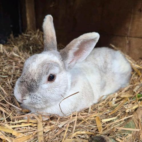 Leuke gecastreerde ram, 4 jaar oud, Dieren en Toebehoren, Konijnen, Klein, Mannelijk, 3 tot 5 jaar