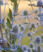 Eryngium planum (kruisdistel), Volle zon, Vaste plant, Zomer, Ophalen