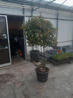 pothinea fraseri Red Robin meerstam, Tuin en Terras, Planten | Bomen, Ophalen, Halfschaduw, Leiboom, 100 tot 250 cm