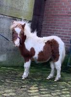 Bonte Pony’s., Dieren en Toebehoren, Gechipt, Niet van toepassing, 0 tot 2 jaar, A pony (tot 1.17m)