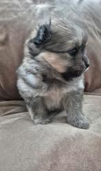 Prachtig pomchi pup jongetje zoekt gouden mandje, Dieren en Toebehoren, Honden | Chihuahua's en Gezelschapshonden, Rabiës (hondsdolheid)