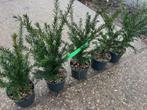 Goedkope Taxus haag, NU € 3,95 p.st. 45-55 cm hoog, Ophalen, Taxus, Haag, Minder dan 100 cm