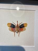 Taxidermie opgezette insect Pyrops hamdjahi in 3D lijst, Ophalen of Verzenden, Nieuw, Insect, Opgezet dier