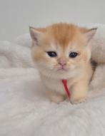 Britse Korthaar Golden Shaded kittens met stamboom, Dieren en Toebehoren, Katten en Kittens | Raskatten | Korthaar, Meerdere dieren