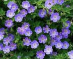 Geranium Rozanne, Tuin en Terras, Ophalen, Voorjaar, Halfschaduw, Zaad