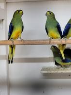 Blauwvleugelparkieten 2025, Dieren en Toebehoren, Meerdere dieren, Parkiet, Geringd