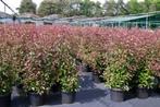 glansmispel photinia fraseri 'Red Robin', Overige soorten, Ophalen