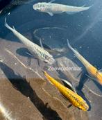 Eitjes sapphire lamé medaka - japanse rijstvis, Dieren en Toebehoren, Vissen | Aquariumvissen, Vis, Zoetwatervis, Schoolvis