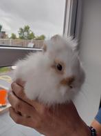 Lieve schattige raszuivere leeuwenkop konijntjes te koop!!, Meerdere dieren
