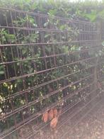 Te koop betongaas matten, Tuin en Terras, Gaas en Draad, Ophalen, Gebruikt, Minder dan 10 meter, Gaas