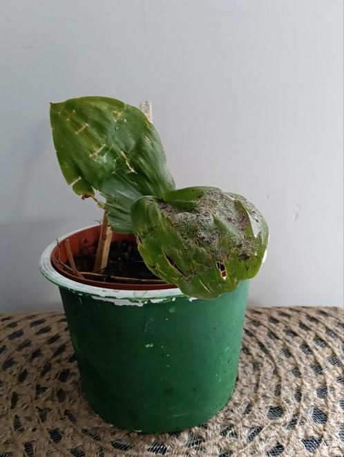 Lelietje- van- Dalen +++Ruil mij!! +++, Tuin en Terras, Planten | Tuinplanten, Volle zon, Zomer, Ophalen