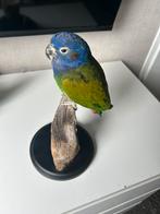 Opgezette papegaai, Ophalen of Verzenden, Zo goed als nieuw, Vogel, Opgezet dier