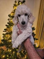 Konings poedel pups met FCI Stamboom, Dieren en Toebehoren, Honden | Chihuahua's en Gezelschapshonden, Overige rassen, CDV (hondenziekte)