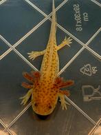 Baby Axolotl Copper, Overige soorten, 0 tot 2 jaar