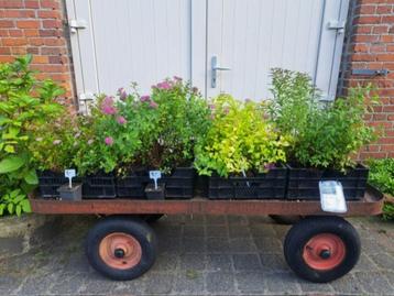 Bloeiende diverse soorten Spirea (spierstruik) in pot! beschikbaar voor biedingen