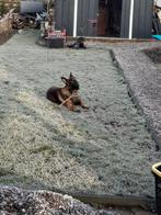 Lieve megelse herder die houd van gezelschap, Dieren en Toebehoren, Rabiës (hondsdolheid), Reu, 1 tot 2 jaar, Eén hond