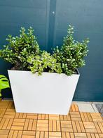 Outdoor Plants and Pot, Tuin en Terras, Bloembakken en Plantenbakken, Ophalen, Steen, Minder dan 30 cm, Rond
