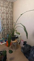 Strelizia nicolai, Ophalen, Overige soorten, Minder dan 100 cm