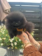 Pomeriaan pups, Keeshond, 8 tot 15 weken, Meerdere, Meerdere dieren