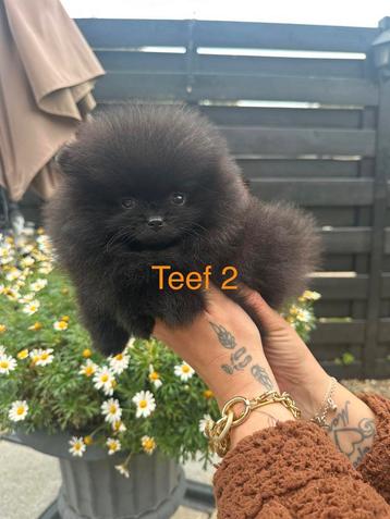 Pomeriaan pups beschikbaar voor biedingen