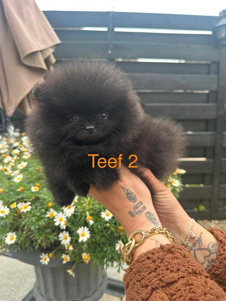Pomeriaan pups, Dieren en Toebehoren, Honden | Poolhonden, Keeshonden en Oertypen, Meerdere dieren, Keeshond, Particulier, Meerdere