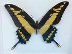 vlinder Papilio Thoas, Nieuw, Opgezet dier, Ophalen of Verzenden, Insect