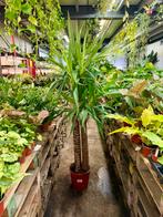 Yucca elephantipus - 2m hoog, Huis en Inrichting, Ophalen