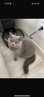 Britse Korthaar, Dieren en Toebehoren, Katten en Kittens | Overige Katten, Kater, Kortharig, 0 tot 2 jaar