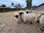 Walliser Schwarznase ramlammeren, Dieren en Toebehoren, Mannelijk, Schaap, 0 tot 2 jaar
