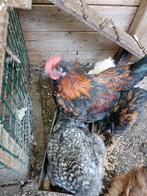 Marans haan 5 maanden, Dieren en Toebehoren, Pluimvee, Mannelijk, Kip