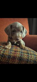 Dwergteckel pups, Rabiës (hondsdolheid), 8 tot 15 weken, Korthaar, Dwerg
