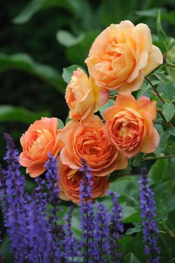 Prachtige (engelse) rozen voor tuin of terras. tuinplanten. beschikbaar voor biedingen