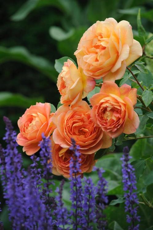 Prachtige (engelse) rozen voor tuin of terras. tuinplanten., Tuin en Terras, Planten | Tuinplanten, Overige soorten, Zomer, Ophalen of Verzenden