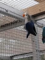 Net uitgevlogen agapornis fischeri om tam te maken, Geslacht onbekend, Tam