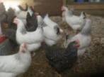Sussex kippen: Columbia kleur....., Dieren en Toebehoren, Pluimvee, Vrouwelijk, Kip