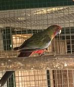 Pennant Rosella, Dieren en Toebehoren, Meerdere dieren, Parkiet