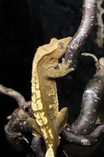 1.0 RTB 50% HET AXA wimpergekko, Hagedis, 0 tot 2 jaar