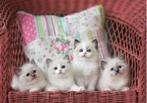 2 ragdoll kittens huiselijk opgegroeid en zindelijk, Dieren en Toebehoren, Katten en Kittens | Raskatten | Korthaar, Meerdere dieren