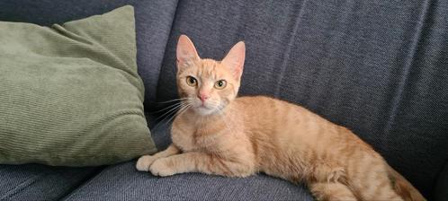 Lieve poes, gratis op te halen, incl. Benodigdheden gratis, Dieren en Toebehoren, Katten en Kittens | Overige Katten, Poes